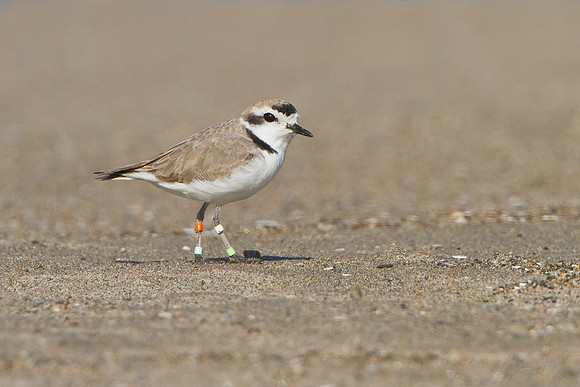 Snowy Plover
