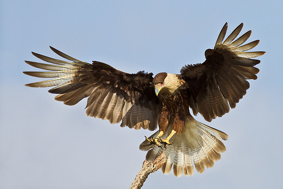 Crested Caracara landing