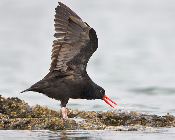 Black Oystercatcher