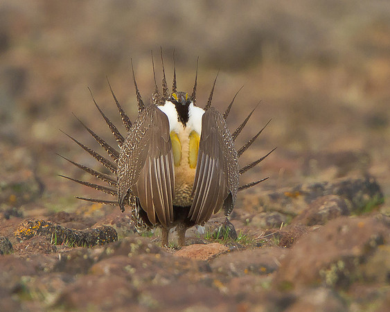 Greater Sage-Grouse, courtship display