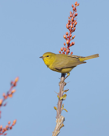 Orange-crowned Warbler