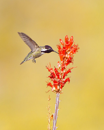Costa's Hummingbird, male feeding on Ocotillo flowers