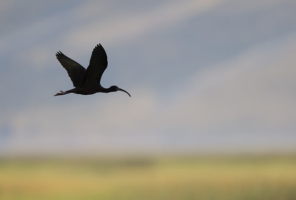 White-faced Ibis