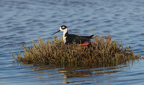 Black-necked Stilt, at nest