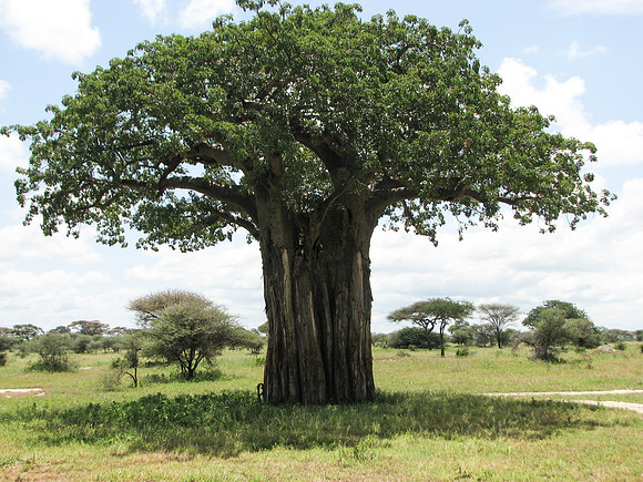 Baobab tree
