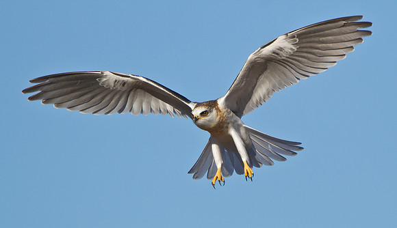 White-tailed Kite, juvenile