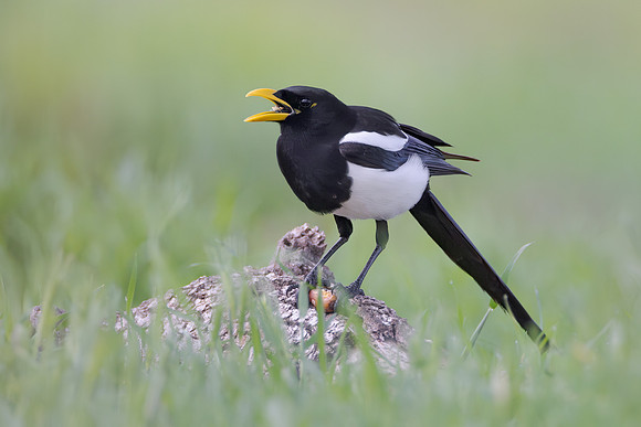 Yellow-billed Magpie, feeding on acorn
