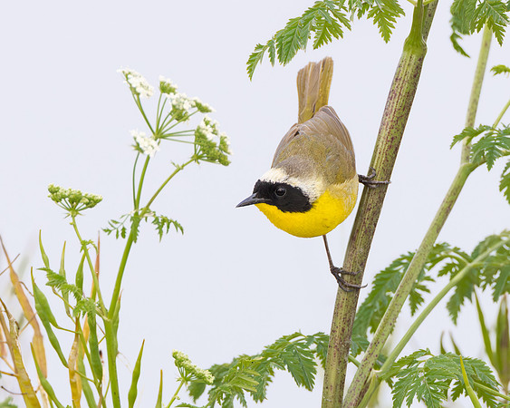 Common Yellowthroat