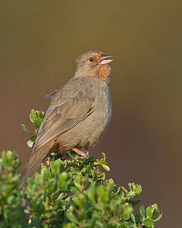 California Towhee