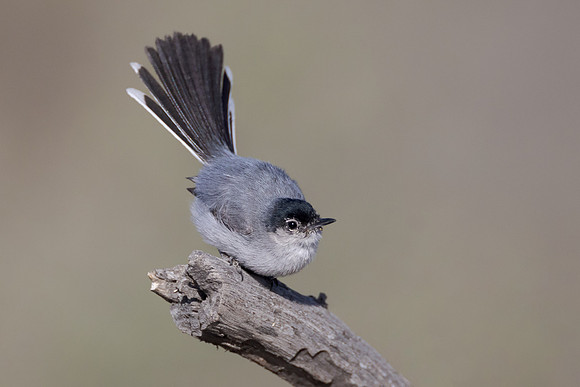 Black-tailed Gnatcatcher