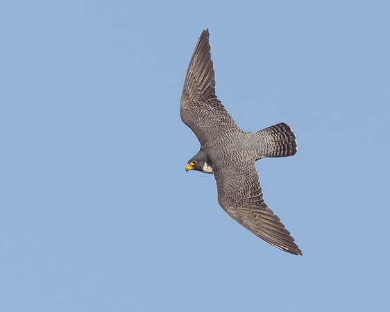 Peregrine Falcon