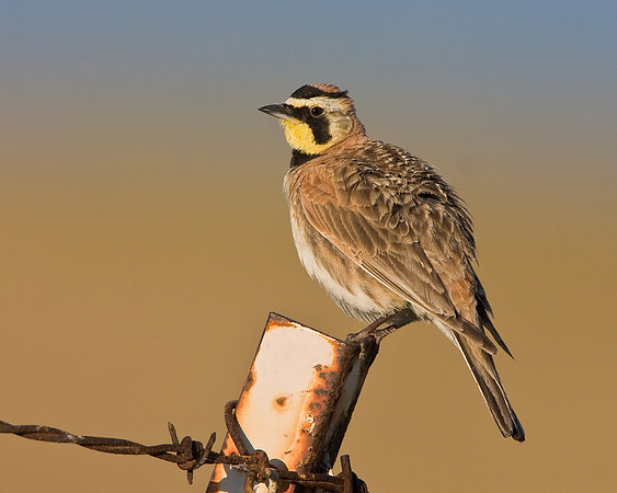 Horned Lark