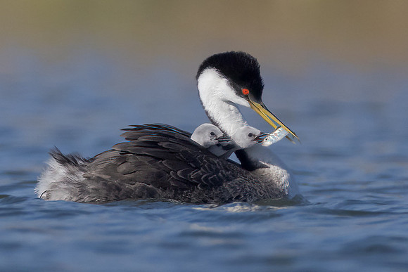 Western Grebe
