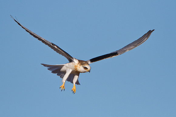 White-tailed Kite, juvenile