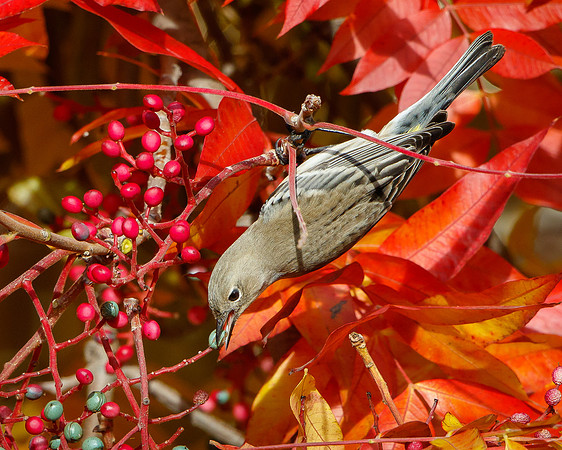 Yellow-rumped Warbler, feeding on berries of Pistache Tree