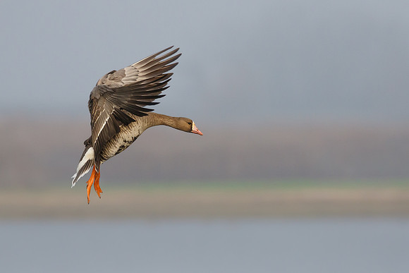 Greater White-fronted Goose, in flight