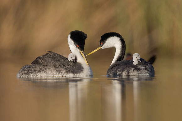 Western Grebes
