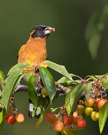 Black-headed Grosbeak