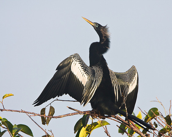 Anhinga