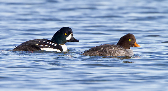 Barrow's Goldeneye, male & female