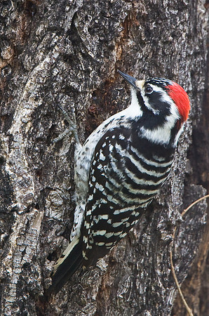 Nuttall's Woodpecker