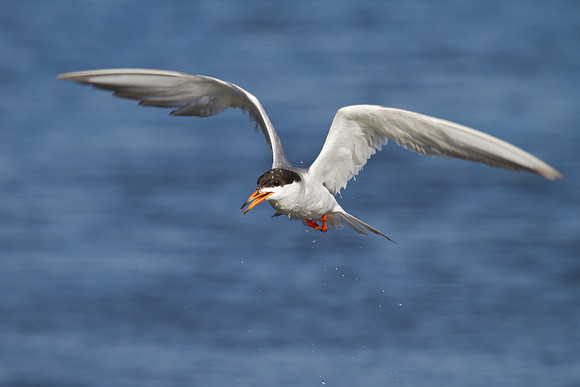 Forster's Tern, following unsuccessful dive for fish