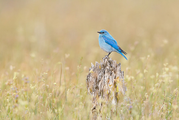 Mountain Bluebird, male