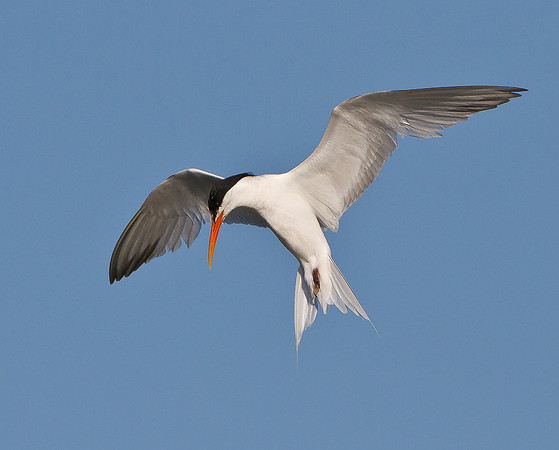 Elegant Tern in flight