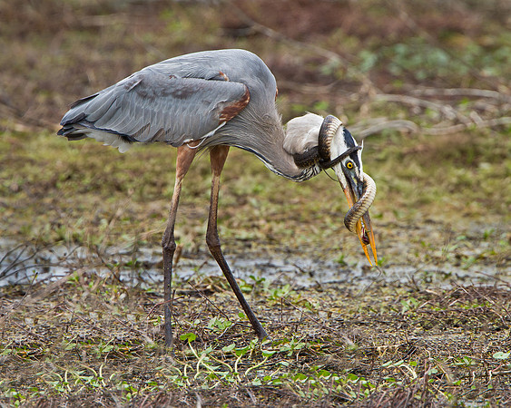 Great Blue Heron in battle with snake