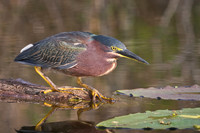 Green Heron