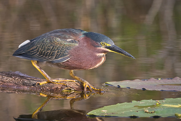 Green Heron