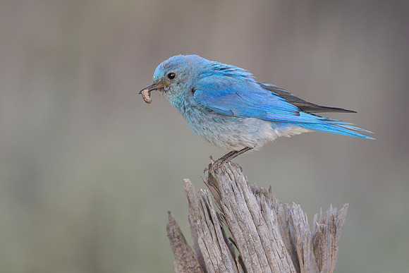 Mountain Bluebird