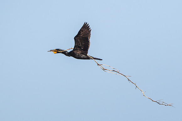Double-crested Cormorant, carrying nest material