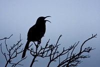California Thrasher, singing at sunrise