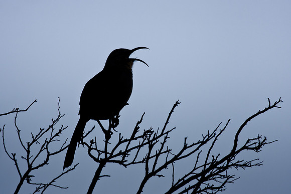 California Thrasher, singing at sunrise
