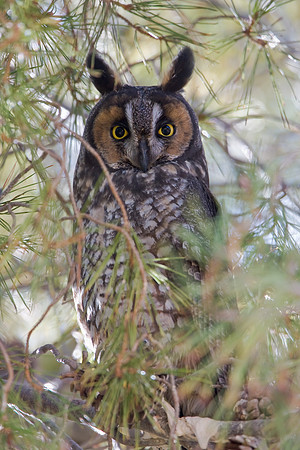 Long-eared Owl