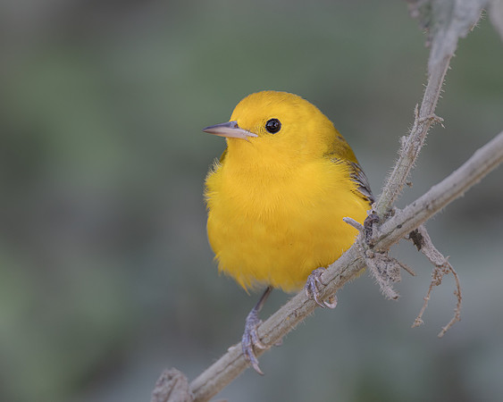 Prothonotary Warbler