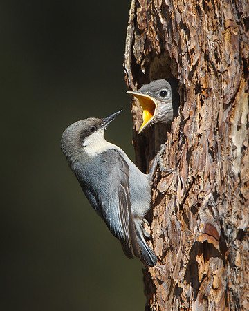 Mountain Bluebird nestling, begging for food from Pygmy Nuthatch