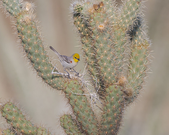 Verdin, building nest