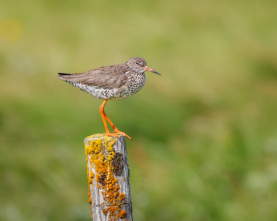 Common Redshank