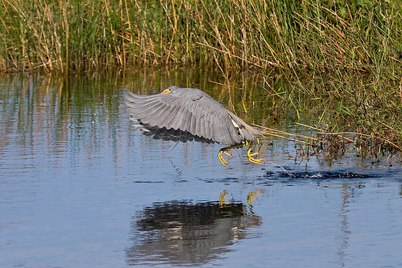 Tricolored Heron, scrambling to shore after nabbing a small fish