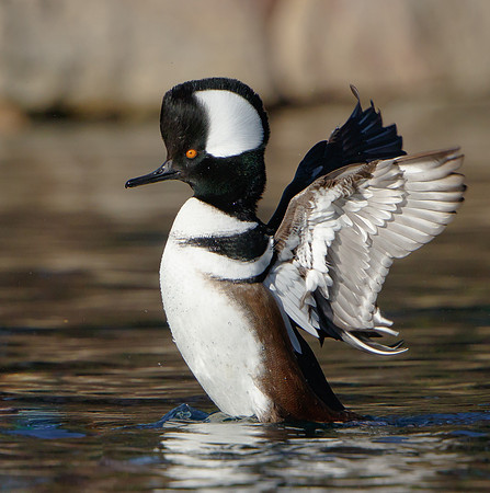 Hooded Merganser