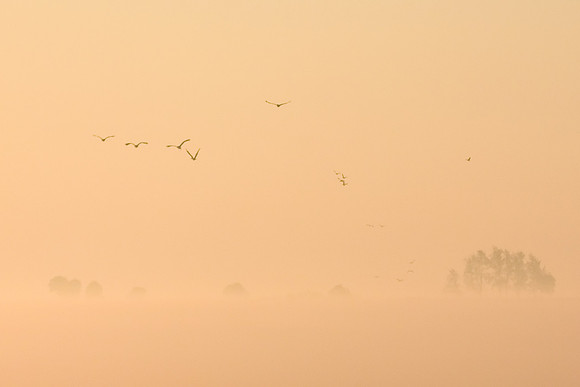 Sandhill Cranes and Geese in diffused morning light