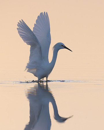 Snowy Egret
