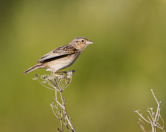Grasshopper Sparrow