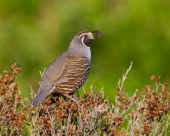 California Quail