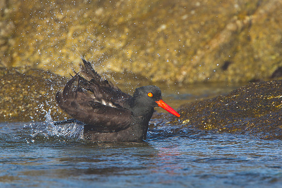 Black Oystercatcher, bathing