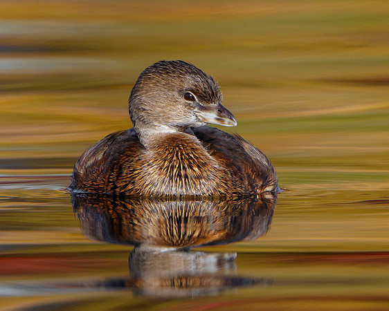 Pied-billed Grebe