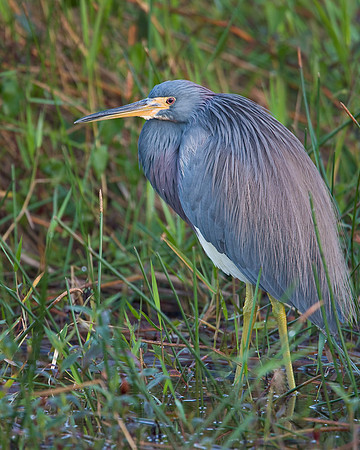 Tricolored Heron