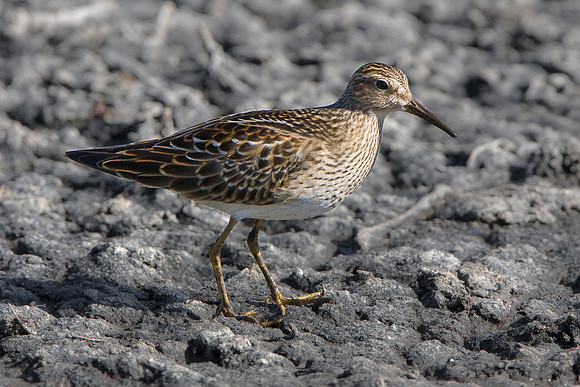 Pectoral Sandpiper